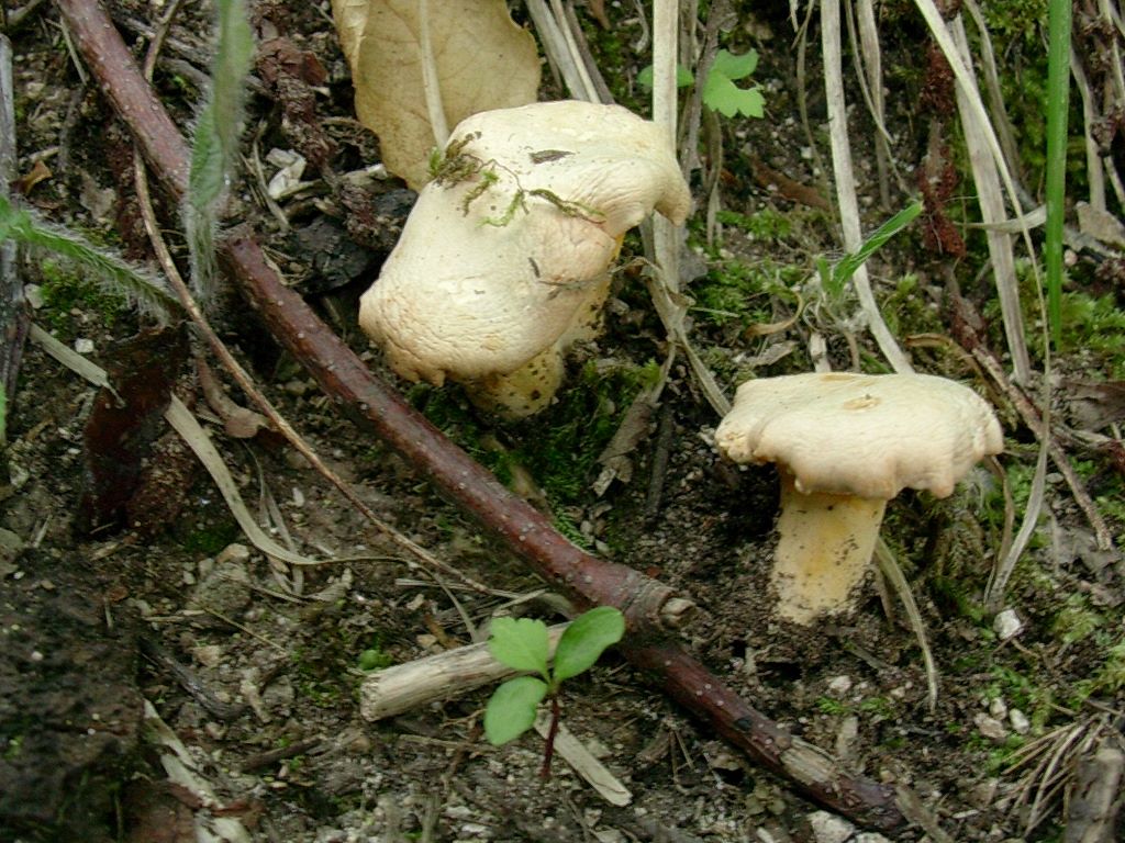 2029 Giugno vecchio ritrovamento